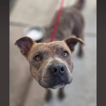Austin -  American Staffordshire Terrier Dog for Adoption - Austin | PetCurious