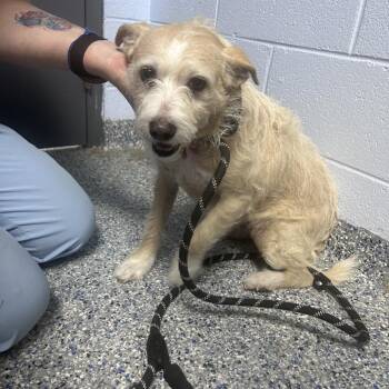 Velvet 26-0713 -  Mixed Breed Dog for Adoption in Yanceyville, North Carolina - Velvet 26-0713 | PetCurious
