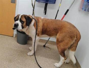CHEWY -  Saint Bernard and Mixed Breed Dog for Adoption in Albuquerque, New Mexico - CHEWY | PetCurious