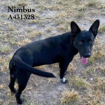 NIMBUS -  Belgian Shepherd Malinois and Labrador Retriever Dog for Adoption in Conroe, Texas - NIMBUS | PetCurious