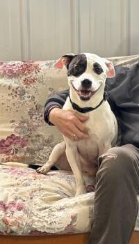 Bull Terrier Dogs Available for Adoption in Milton, Pennsylvania - MJ | PetCurious