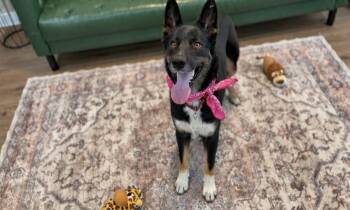 Asha Darling Girl -  German Shepherd Dog and Australian Kelpie Dog for Adoption in Friendswood, Texas - Asha Darling Girl | PetCurious