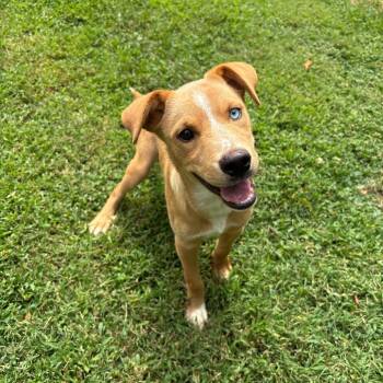 Sonoran -  Border Collie and Mixed Breed Dog for Adoption in Durham, North Carolina - Sonoran | PetCurious