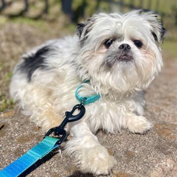 Shih Tzu Dogs Available for Adoption - Coco | PetCurious