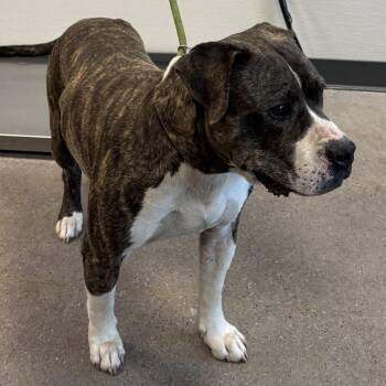 Buddy -  Mixed Breed Dog Available for Adoption in Las Cruces, New Mexico - Buddy | PetCurious