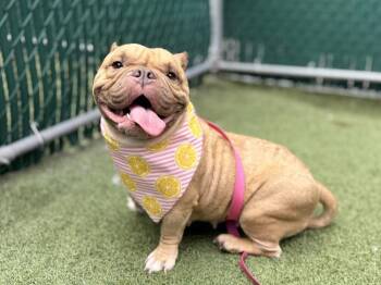 Lily Lynn -  Mixed Breed Dog for Adoption in New York, New York - Lily Lynn | PetCurious