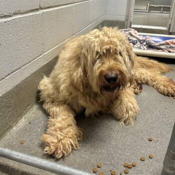 Poodle and Mixed Breed Dogs Available for Adoption - HYE | PetCurious