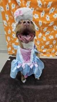 Rescue Mixed Breed Dogs for Adoption in Manitowoc, Wisconsin - Micro | PetCurious