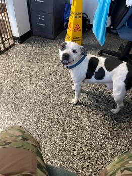 Gretel -  Mixed Breed Dog Available for Adoption in Columbia, Tennessee - Gretel | PetCurious