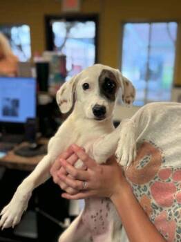 Sandy -  Pointer and Mixed Breed Dog for Adoption in Bowling Green, Kentucky - Sandy | PetCurious
