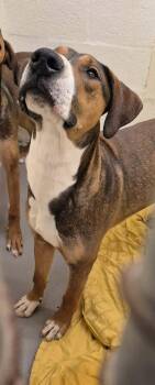 Hound and Mixed Breed Dogs Available for Adoption - SHARKBOY | PetCurious