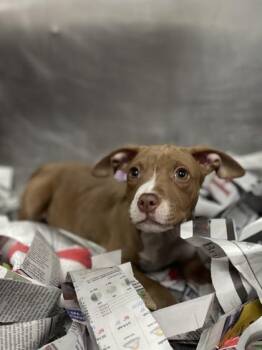 American Bulldog and Mixed Breed Dogs Available for Adoption in North Miami Beach, Florida - Bulla | PetCurious