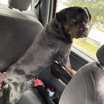 Rescue Rottweiler Dogs for Adoption in Wichita, Kansas - Oliver | PetCurious