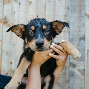 Australian Cattle Dog Blue Heeler Dogs Available for Adoption in Jackson, Wyoming - Skipper | PetCurious