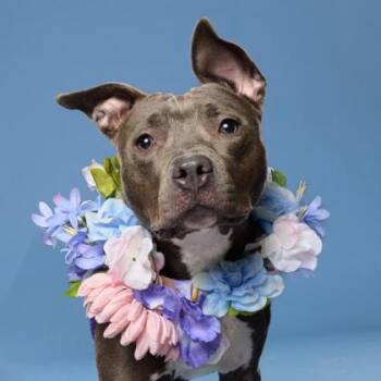 Angelica -  Mixed Breed Dog for Adoption in Atlanta, Georgia - Angelica | PetCurious
