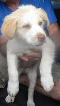 Australian Shepherd Dogs Available for Adoption in Oklahoma City, Oklahoma - A472781 | PetCurious