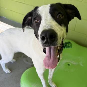 Chance -  Mixed Breed Dog for Adoption in Las Cruces, New Mexico - Chance | PetCurious