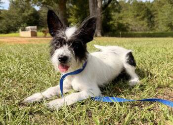 Dill Pickle. (AKA Dilly) VIDEO -  Maltese and Wirehaired Terrier Dog for Adoption in Mobile, Alabama - Dill Pickle. (AKA Dilly) VIDEO | PetCurious