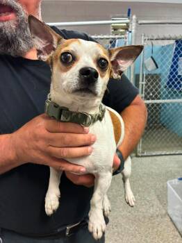 Frederick -  Chihuahua Dog for Adoption in Kimberlin Heights, Tennessee - Frederick | PetCurious