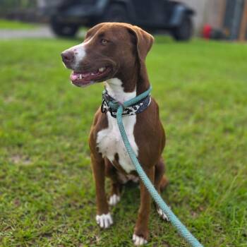 Data -  Chocolate Labrador Retriever Dog for Adoption in Valdosta, Georgia - Data | PetCurious