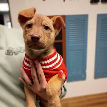 Furby -  German Shepherd Dog and Mixed Breed Dog for Adoption in Tulsa, Oklahoma - Furby | PetCurious