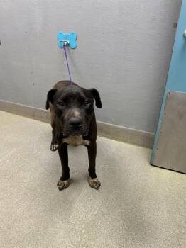 Pit Bull Terrier and Mixed Breed Dogs Available for Adoption in Las Vegas, Nevada - JOE DIRT | PetCurious