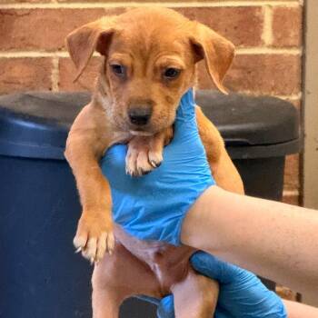 Troy -  Terrier Dog for Adoption in Birmingham, Alabama - Troy | PetCurious