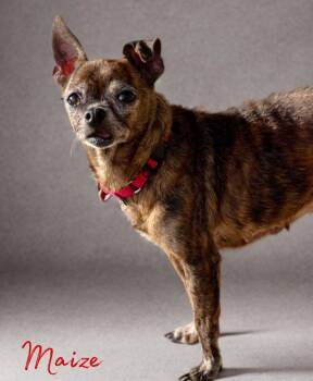 Chihuahua Dogs Available for Adoption - Mazie | PetCurious