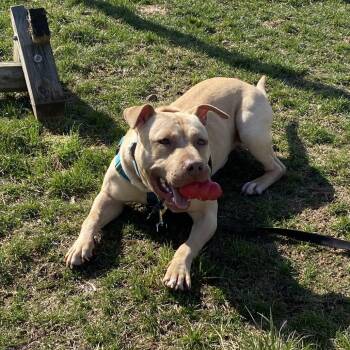 Banana -  Mixed Breed Dog for Adoption in Fairport, New York - Banana | PetCurious