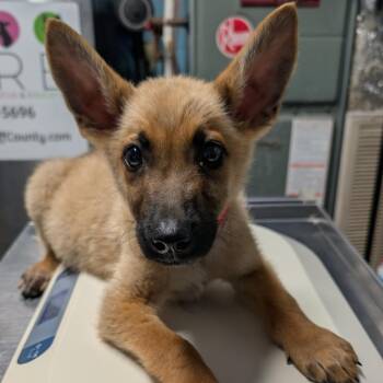 Dale -  Shepherd Dog for Adoption in Jefferson City, Tennessee - Dale | PetCurious
