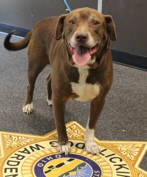 Labrador Retriever Dogs Available for Adoption in Heath, Ohio - Keith (11815) | PetCurious