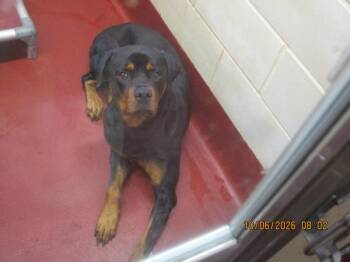 (113) -  Rottweiler Dog for Adoption in Marietta, Georgia - (113) | PetCurious