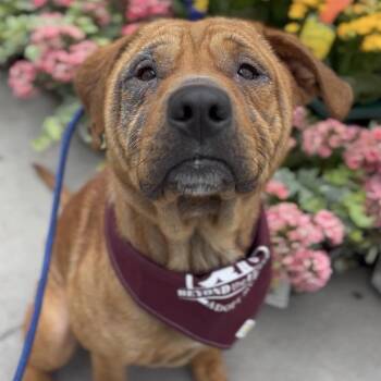 Mixed Breed Dogs Available for Adoption in Alafaya, Florida - Harley | PetCurious