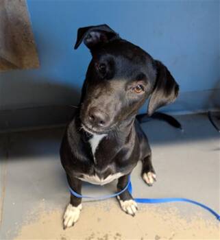 MYRA -  Dachshund and Labrador Retriever Dog for Adoption in Tallahassee, Florida - MYRA | PetCurious