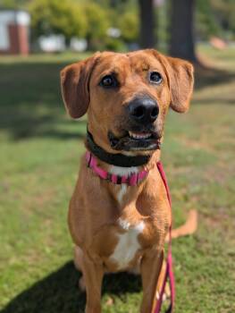 Rescue Labrador Retriever Dogs for Adoption in North Adams, Massachusetts - Rosie | PetCurious