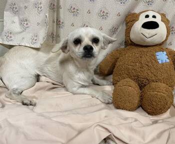 A614549 -  Chihuahua and Mixed Breed Dog for Adoption in Modesto, California - A614549 | PetCurious