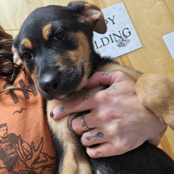 Mixed Breed Dogs Available for Adoption in Walker, Michigan - Lovebug | PetCurious