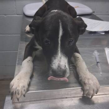 Mocha -  Shepherd Dog for Adoption in Summerville, South Carolina - Mocha | PetCurious