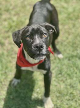 Brody -  Labrador Retriever Dog for Adoption in Leesburg, Georgia - Brody | PetCurious