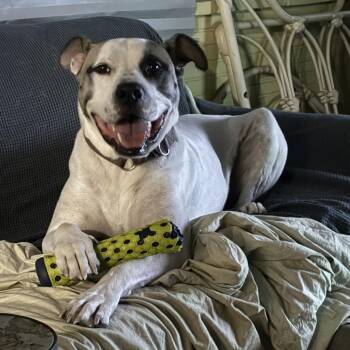 Pit Bull Terrier Dogs Available for Adoption - Julius II (New Digs) | PetCurious