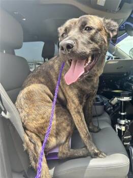 Rescue Plott Hound and Mixed Breed Dogs for Adoption in Houston, Texas - A639796 | PetCurious