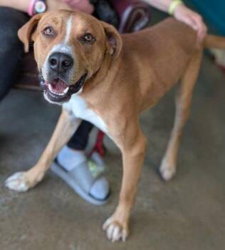Compton -  Labrador Retriever and Mixed Breed Dog for Adoption in La Harpe, Kansas - Compton | PetCurious