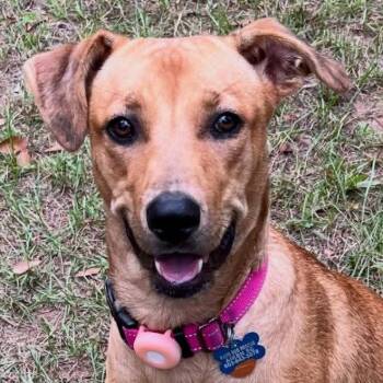 Max -  Labrador Retriever and Retriever Dog for Adoption in Bloomfield, Connecticut - Max | PetCurious