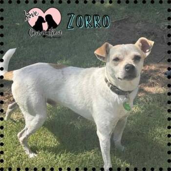 Rescue Chihuahua Dogs for Adoption in Gilbert, Arizona - Zorro | PetCurious