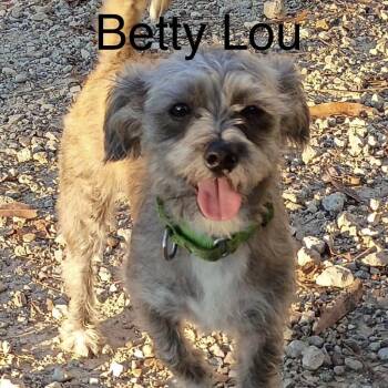 Betty Lou -  Terrier Dog for Adoption in Logan, Utah - Betty Lou | PetCurious