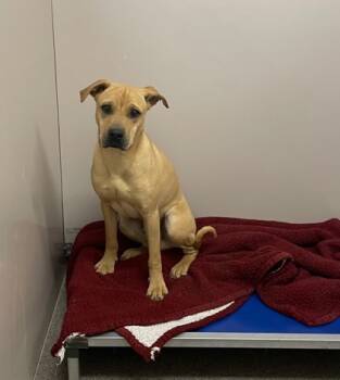 Rescue Labrador Retriever and Mixed Breed Dogs for Adoption in Louisburg, North Carolina - Butter Bean | PetCurious