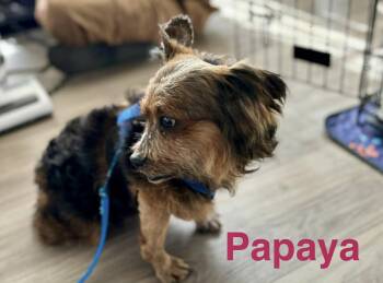 Yorkshire Terrier Dogs Available for Adoption - Papaya | PetCurious