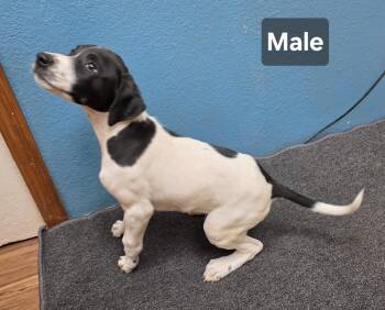 Finn -  Border Collie Dog for Adoption in Dripping Springs, Texas - Finn | PetCurious