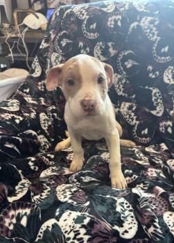 Boxer and Cane Corso Dogs Available for Adoption - Cami  | PetCurious