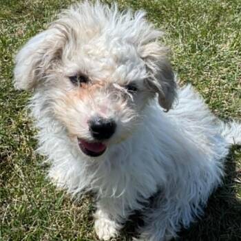 Maltese and Poodle Dogs Available for Adoption in Calgary, Alberta - Atina | PetCurious